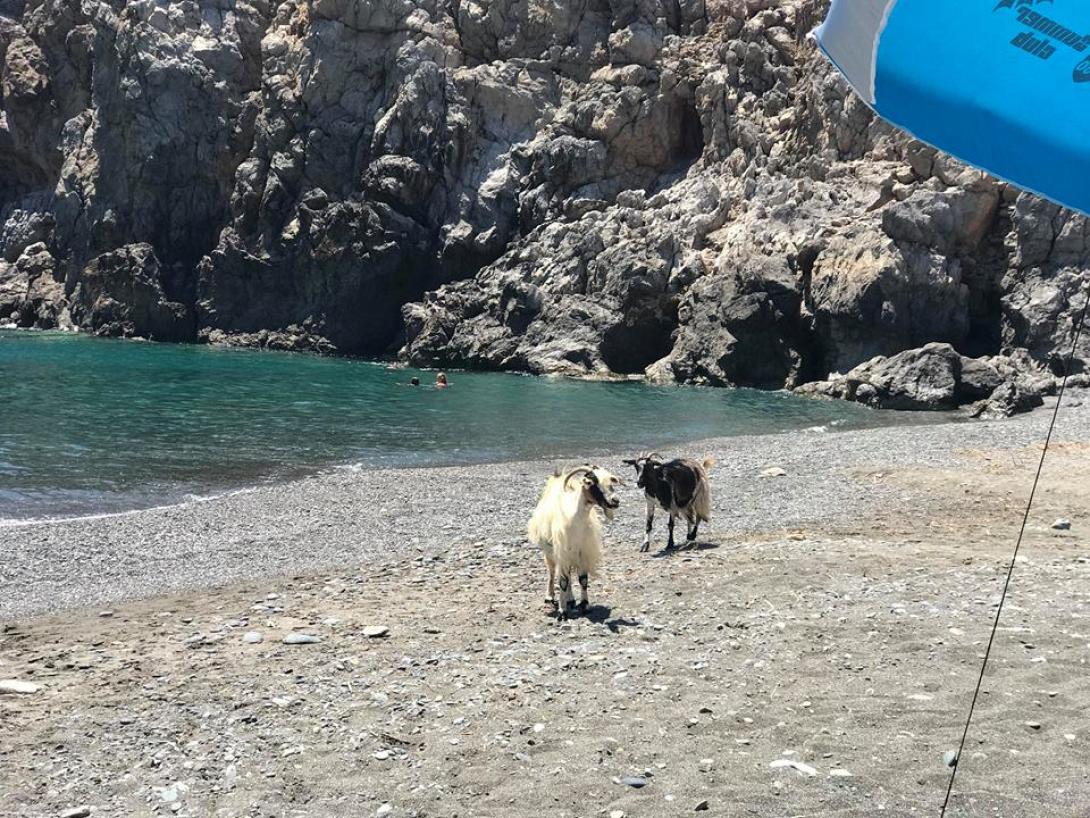 κατσίκες λέντας