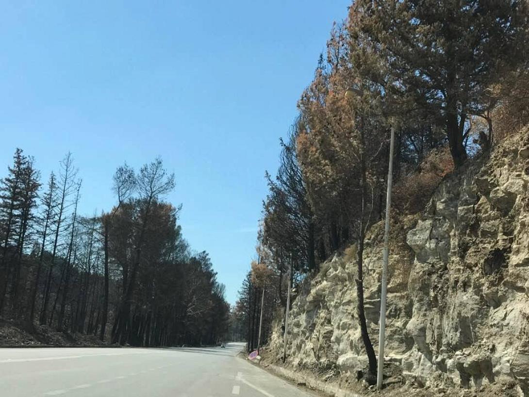 φωτια βρυσες καταστροφη.jpg