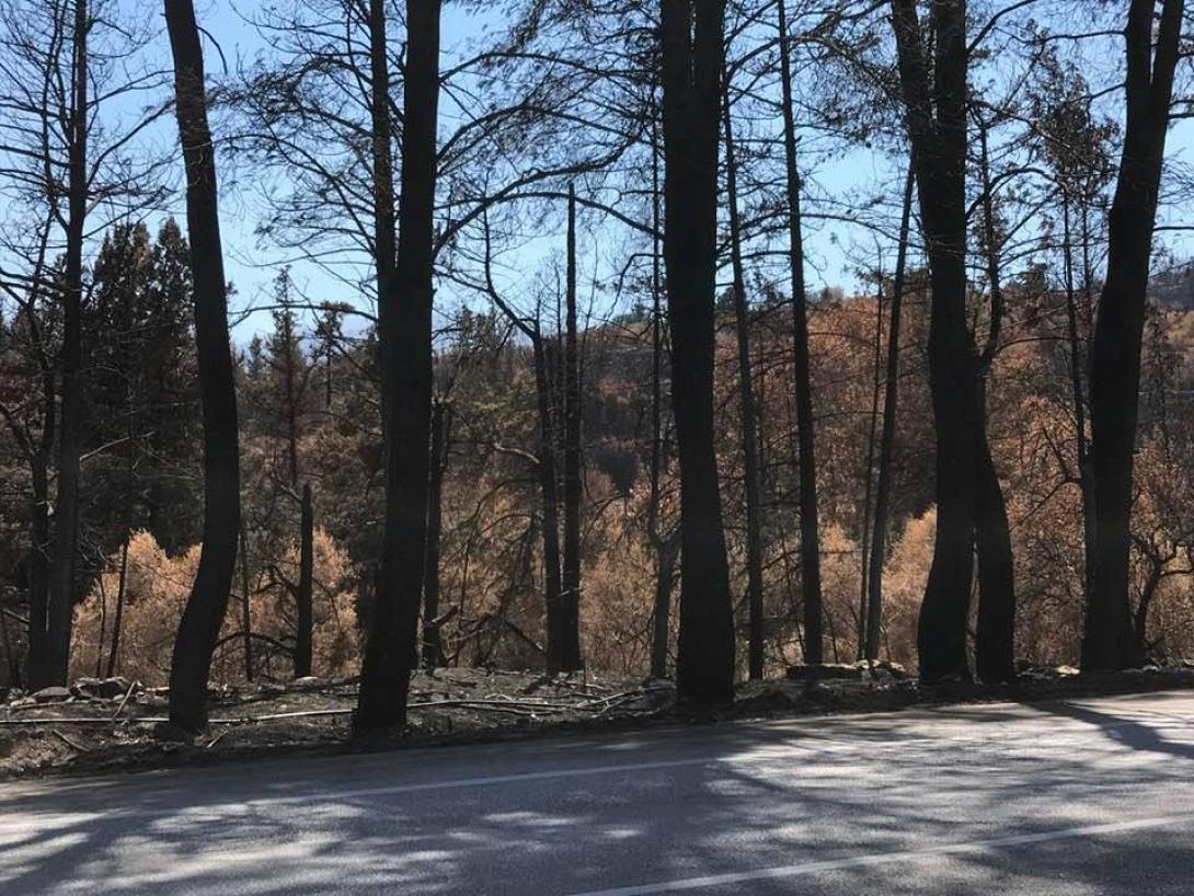 φωτια βρυσες καταστροφη.jpg