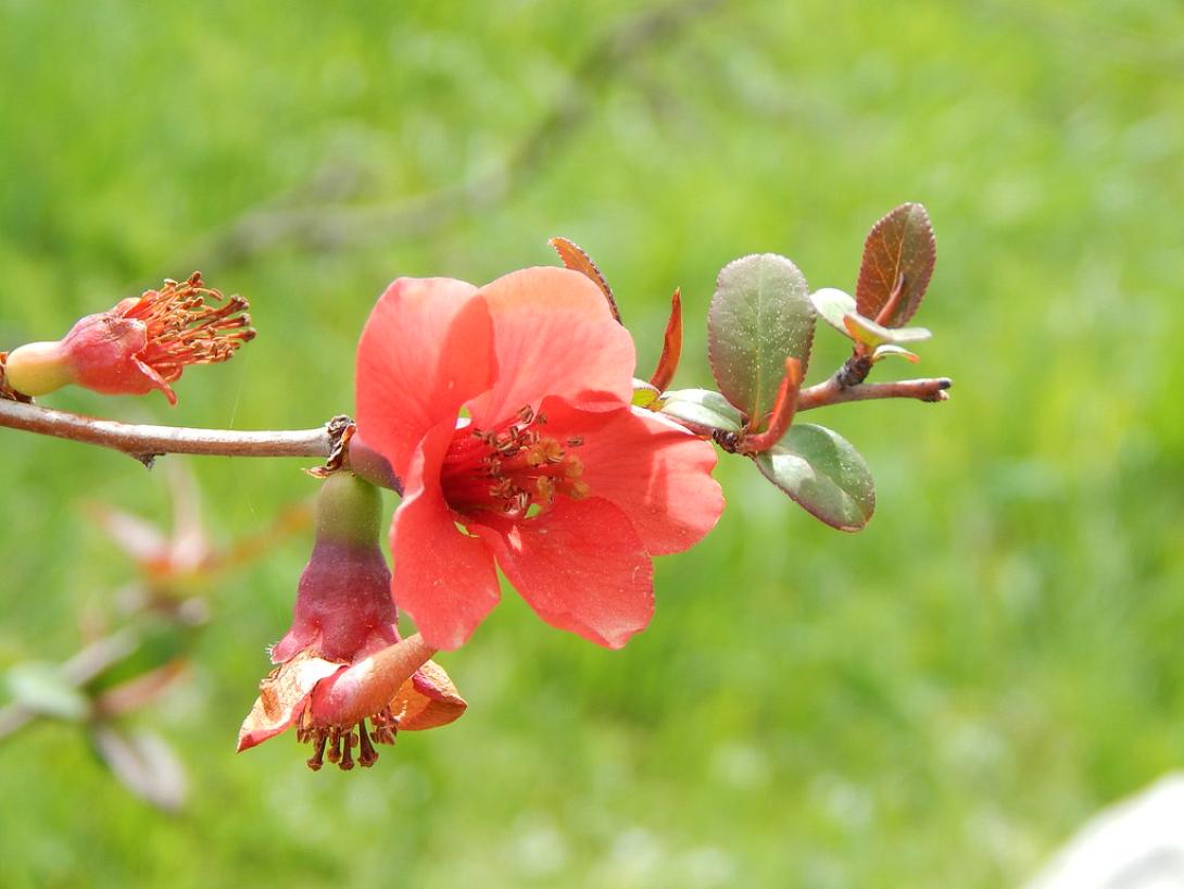 άνοιξη-ροδιά