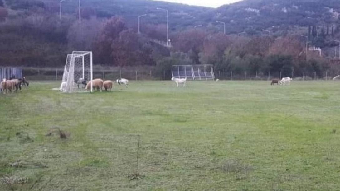 Κοπάδι αιγοπροβάτων έφαγε χλοοτάπητα αξίας 150.000 ευρώ!.jpg