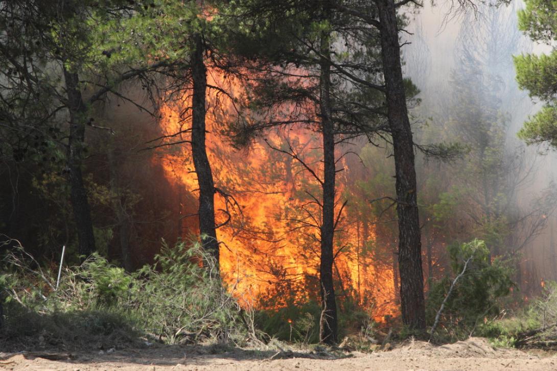 φωτιά μαλακάσα 4