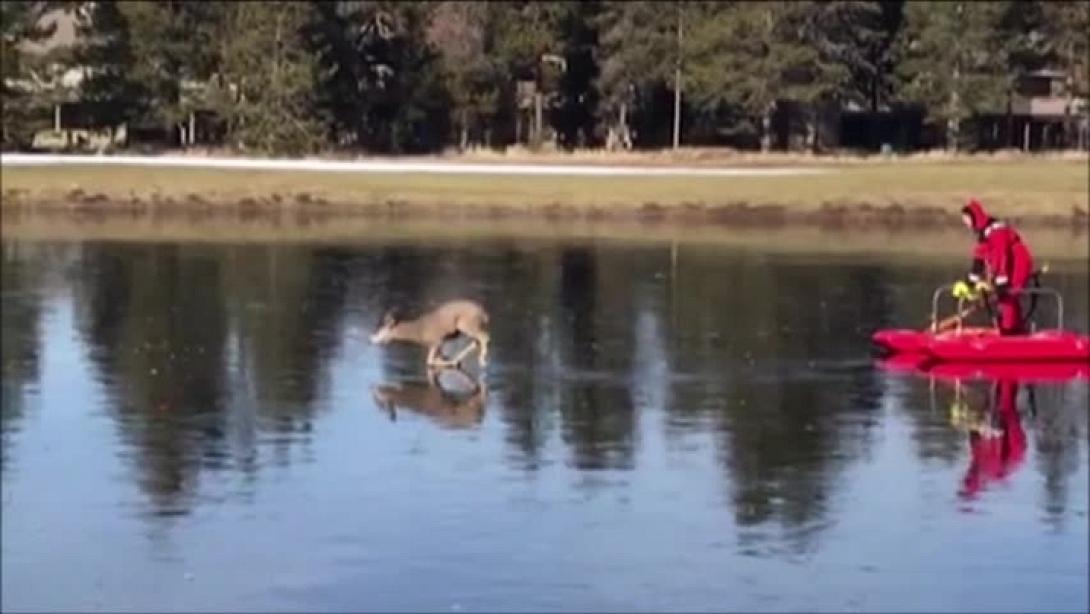 ελάφι λίμνη