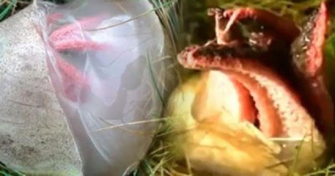 δάχτυλο του διαβόλου.jpg