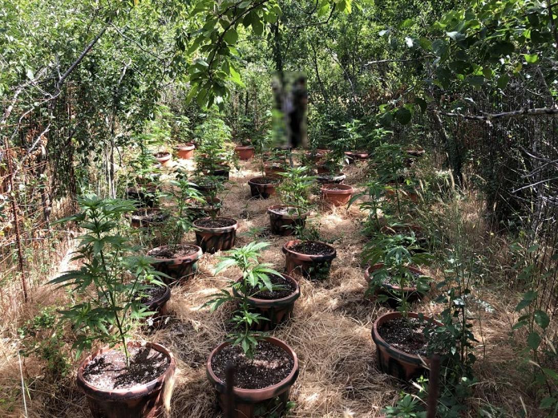 φυτεία κάνναβης