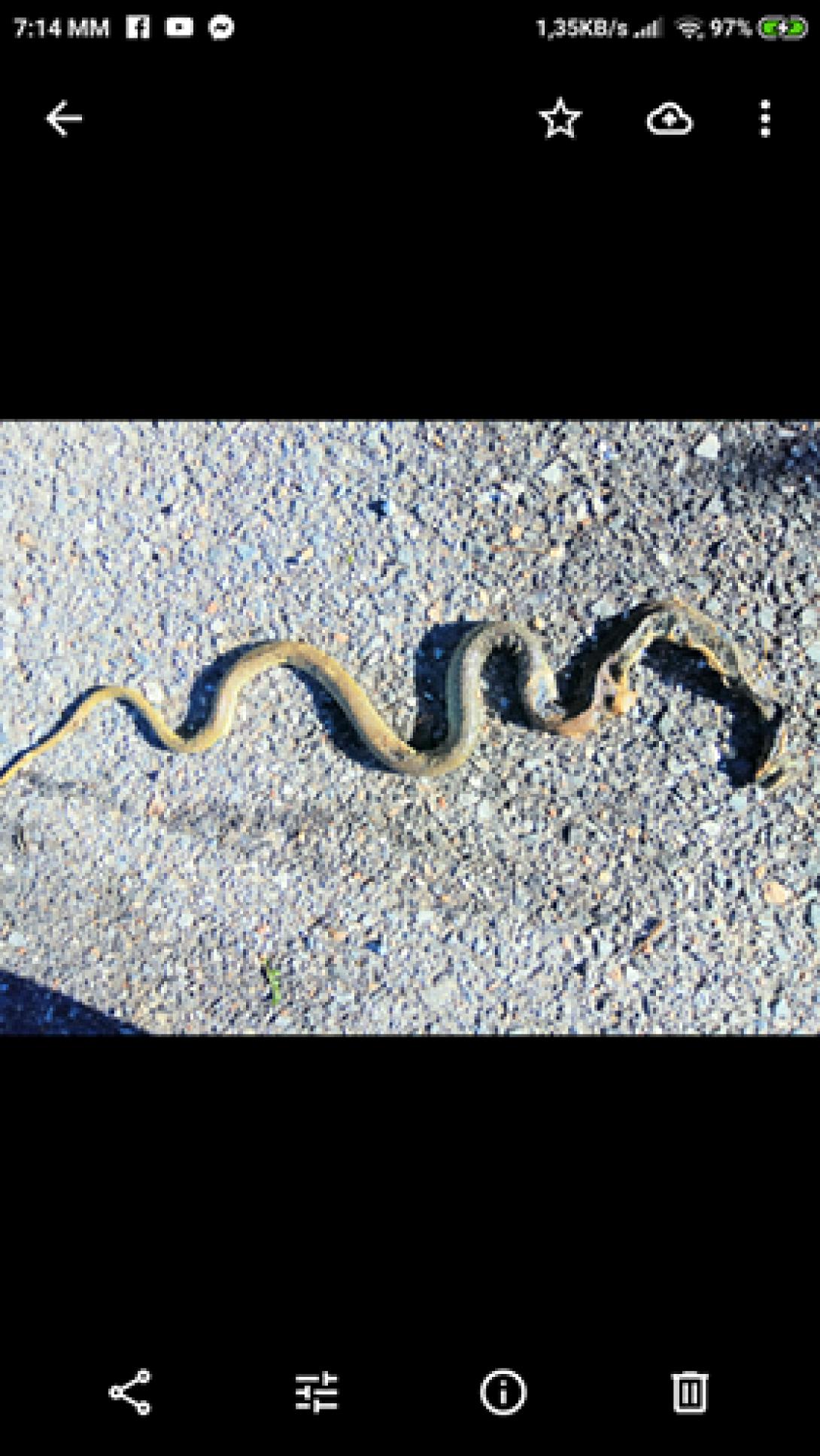 φίδι ευαγγελισμός