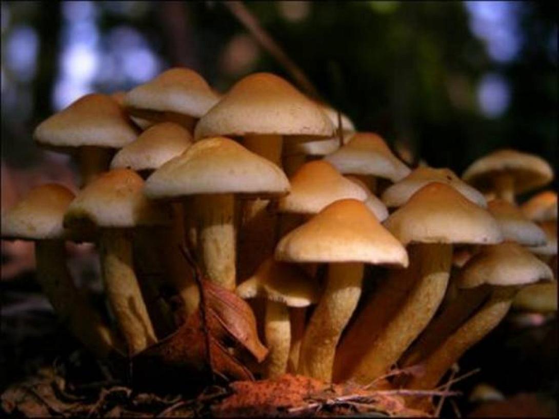 ΓΓ Δημόσιας Υγείας: Προσοχή στα άγρια μανιτάρια