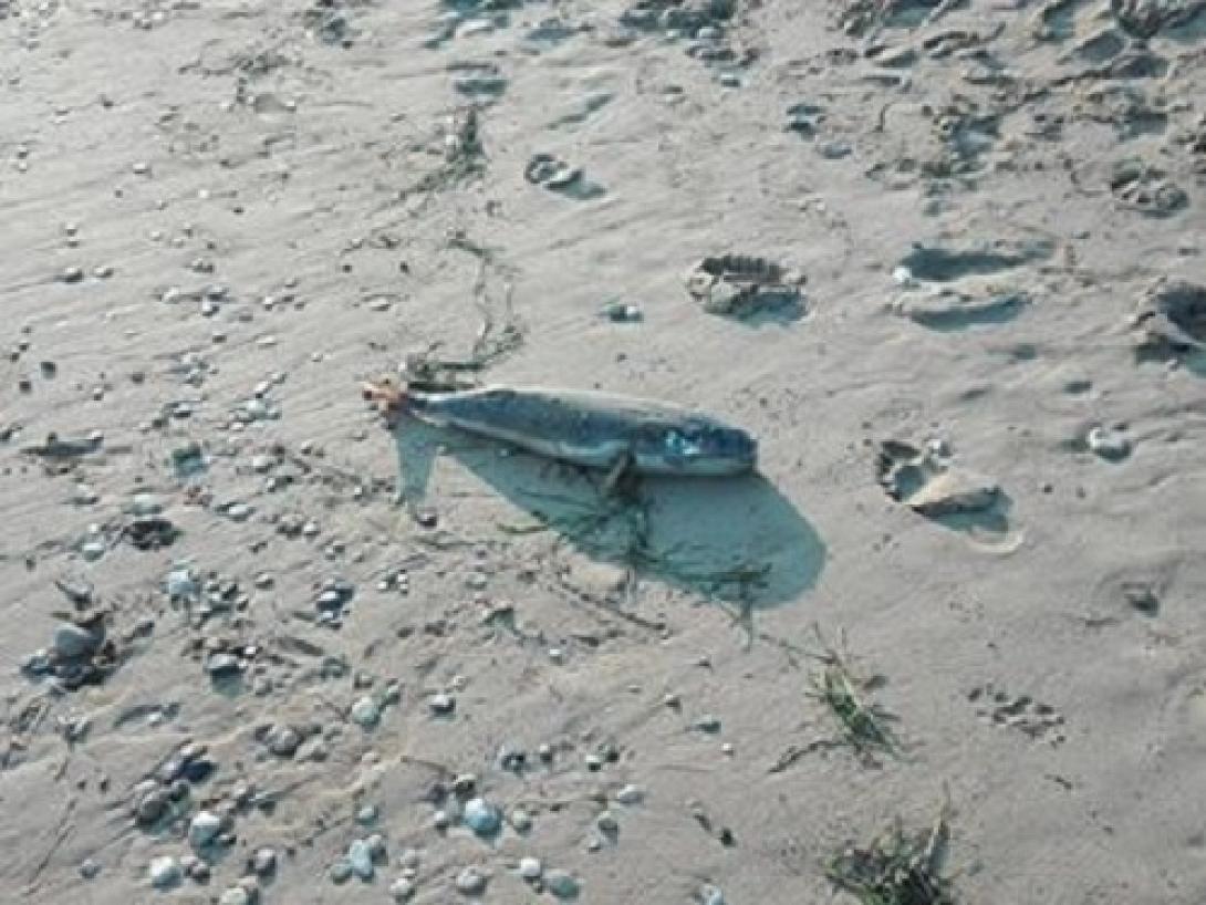 λαγοκέφαλος καρτερός