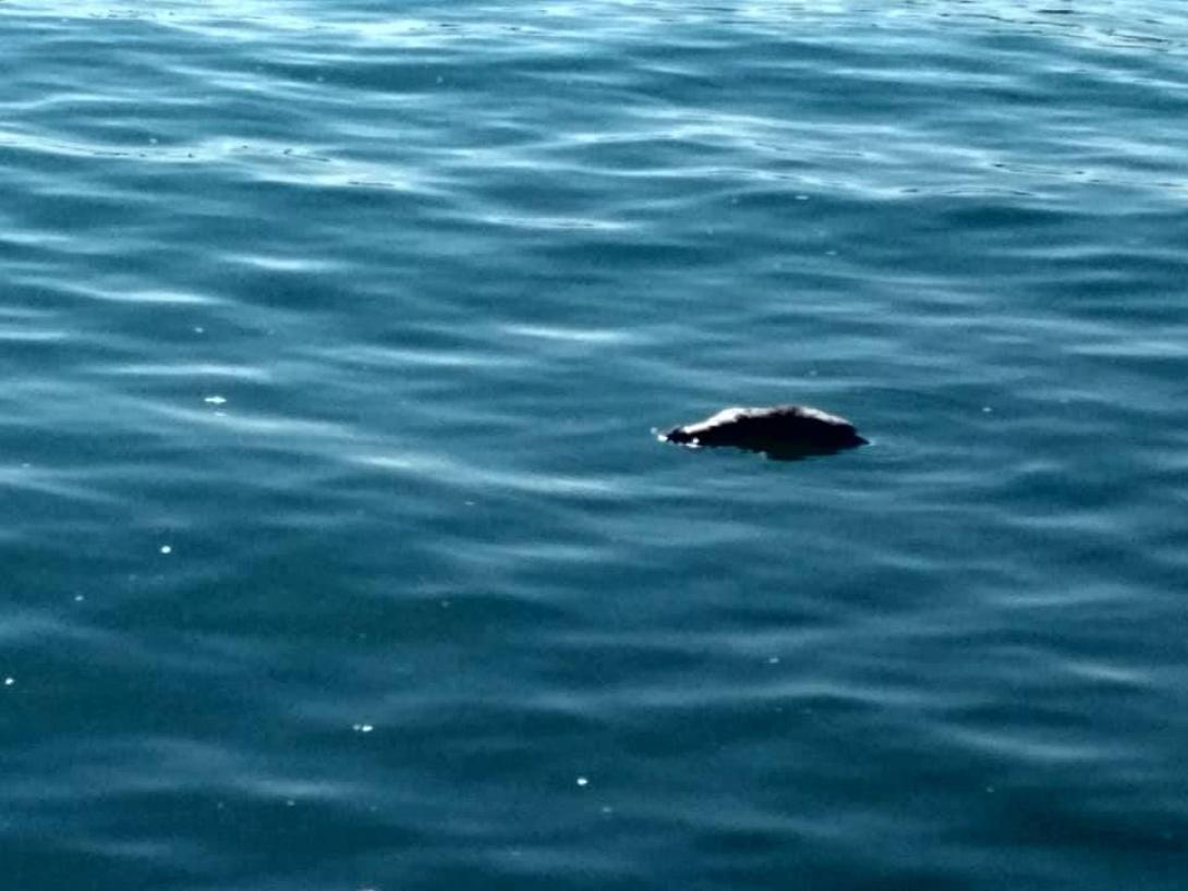 νεκρό πρόβατο λιμάνι