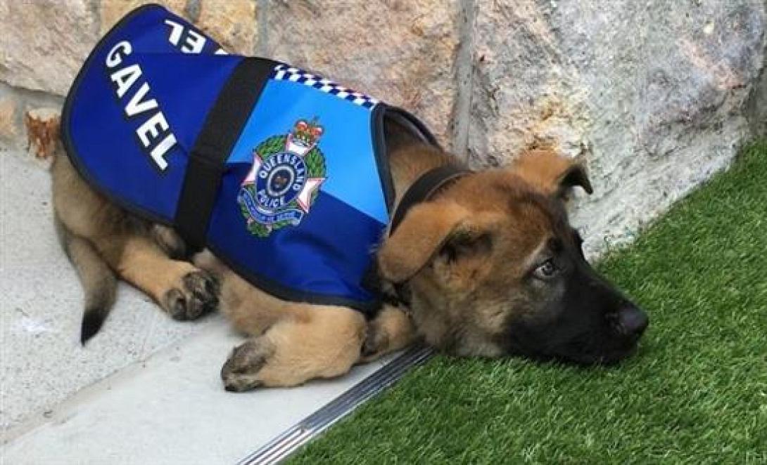 αστυνομικός σκύλος 1