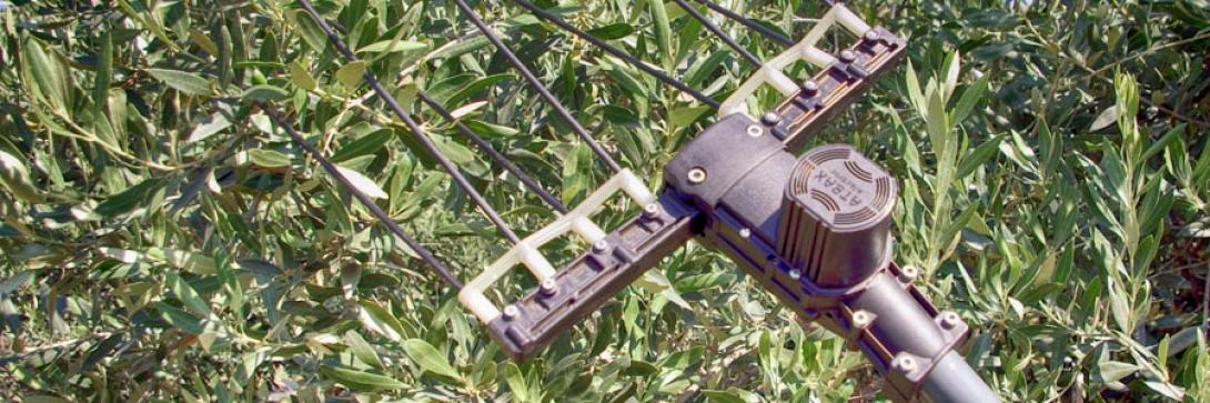 ελαιοραβδιστικό