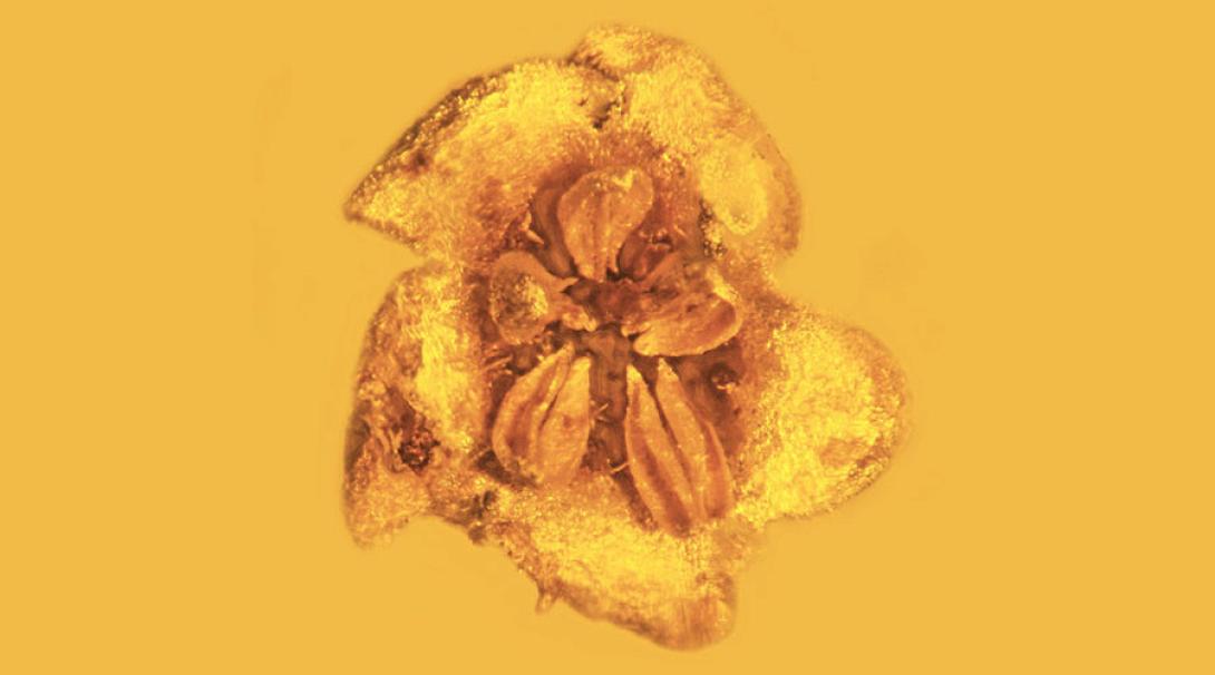 απολιθωμα λουλουδιού