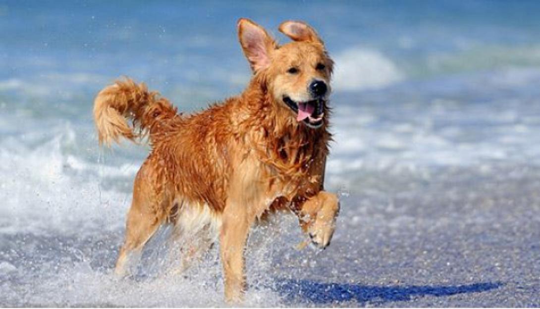 Ανοιχτός ο δρόμος για τα ζώα συντροφιάς στις παραλίες