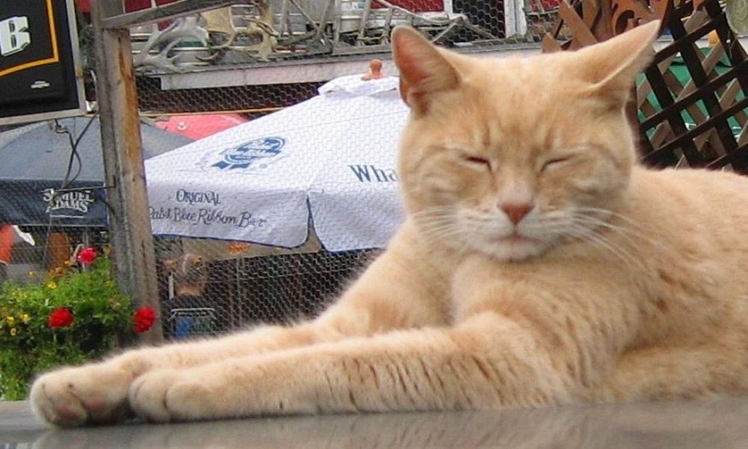 Stubbs-γάτα δήμαρχος.jpg