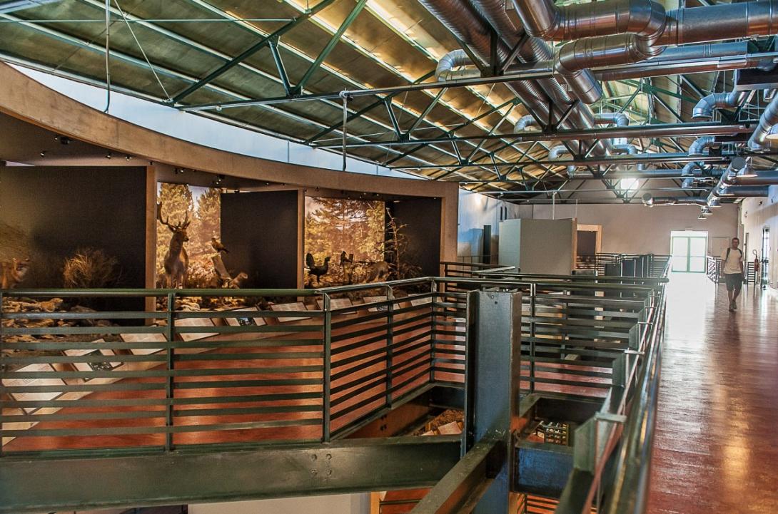 μουσείο φυσικής ιστορίας