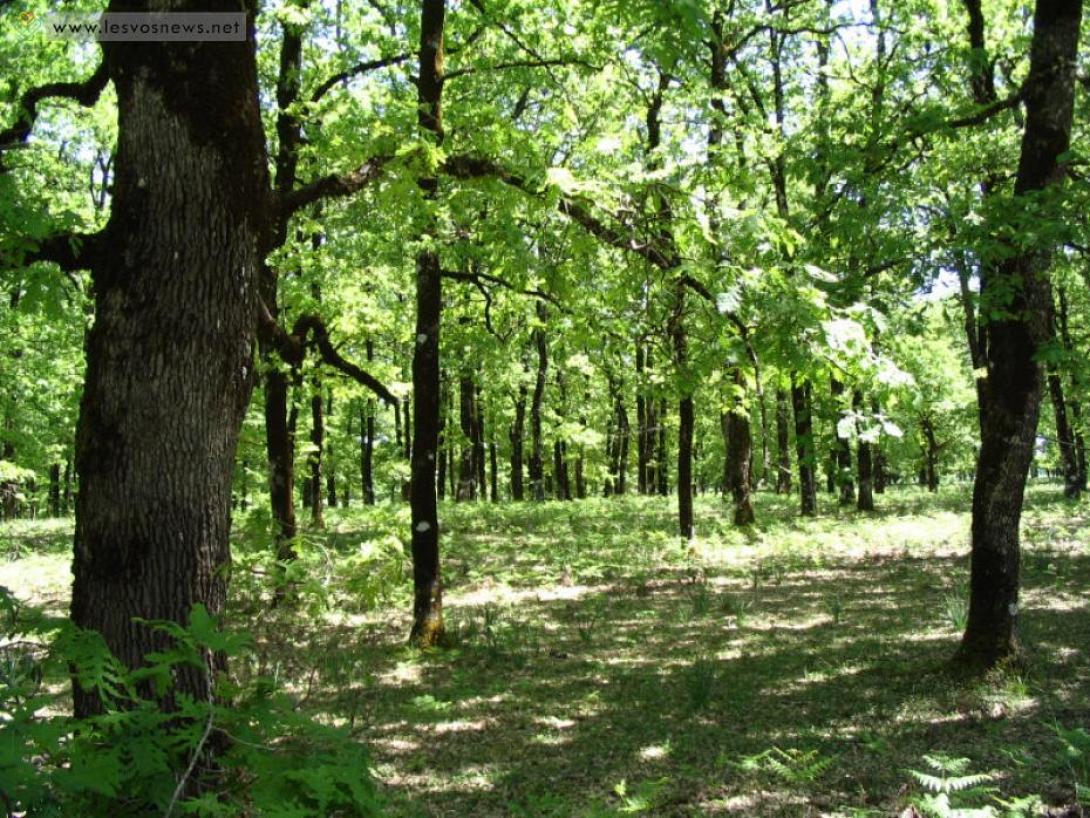 περιαστικο δασος