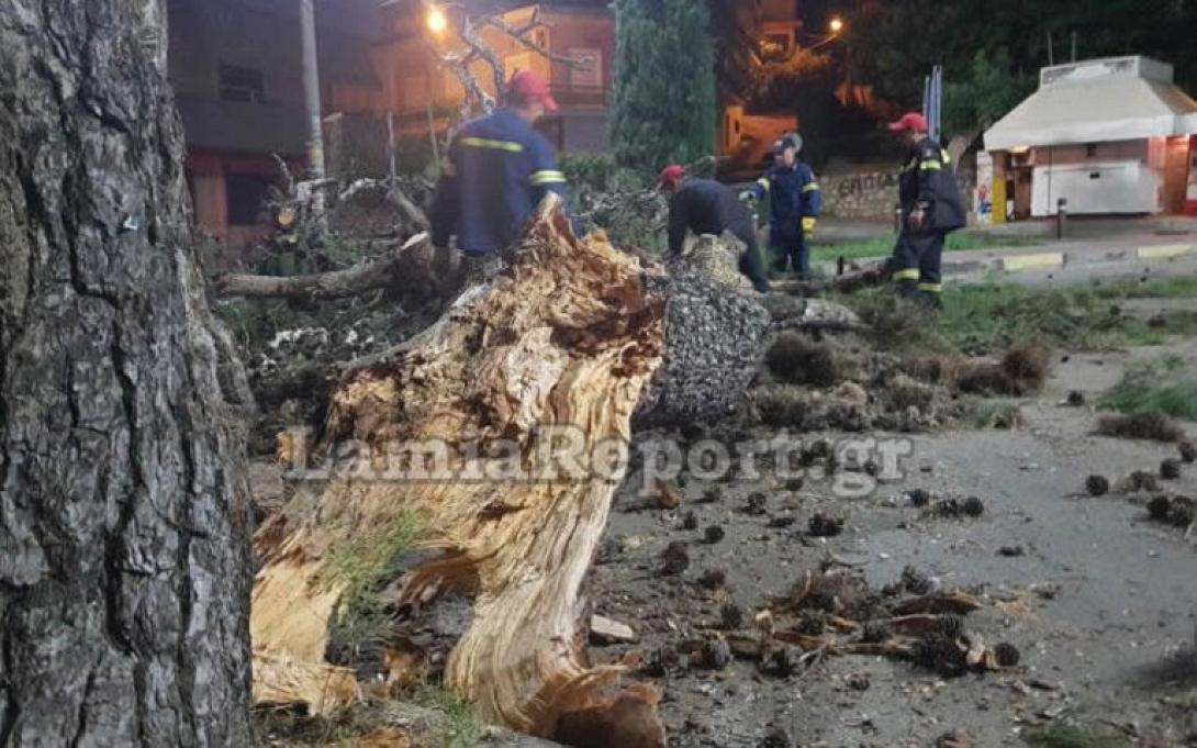 πτώση δέντρου Λαμία