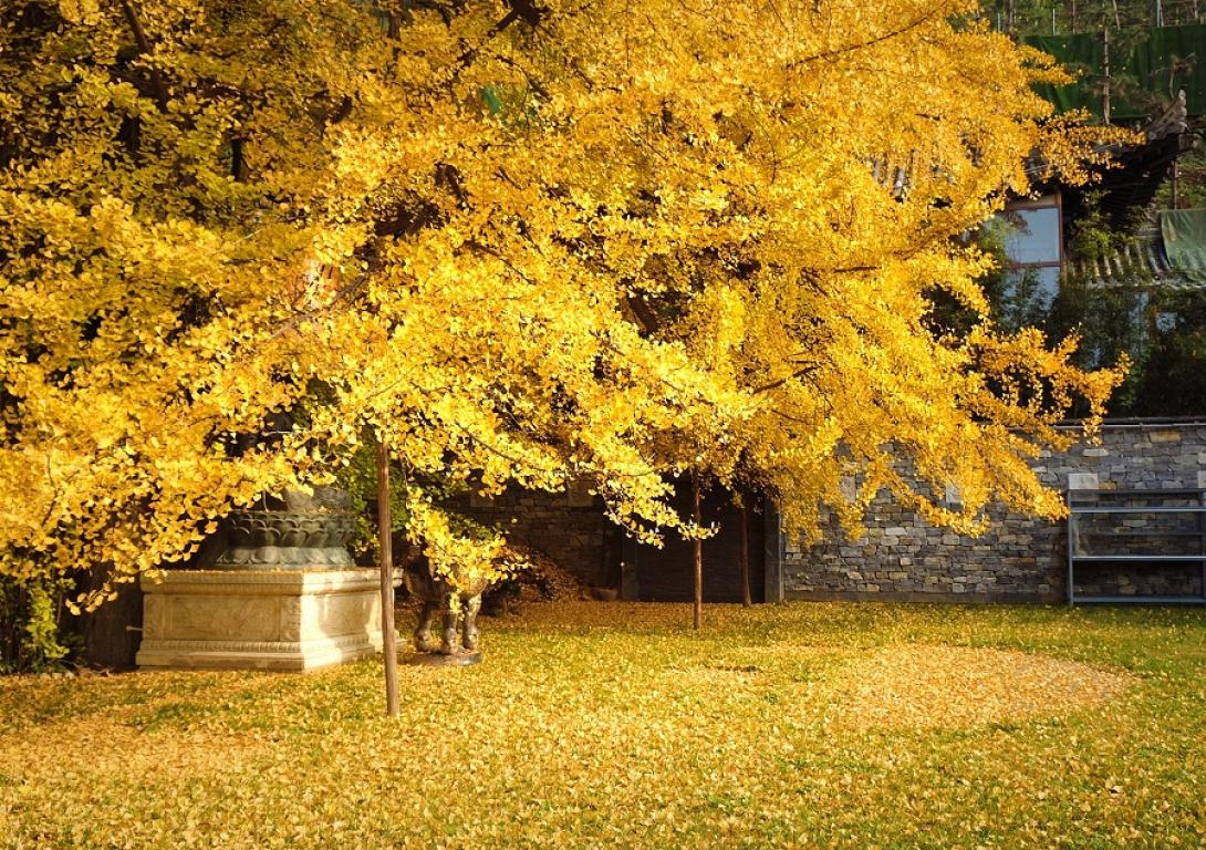 δέντρο γκίγκο.jpeg