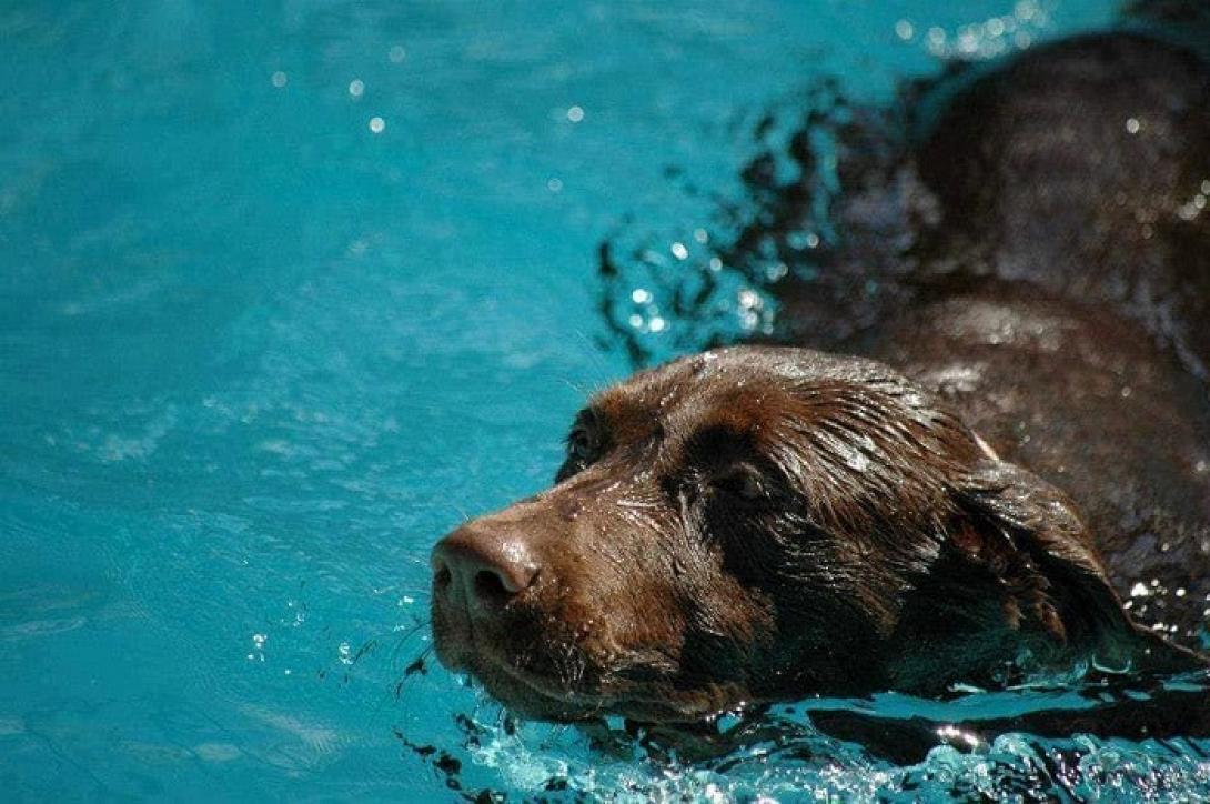 λαμπραντόρ μουσείο φυσικής ιστορίας