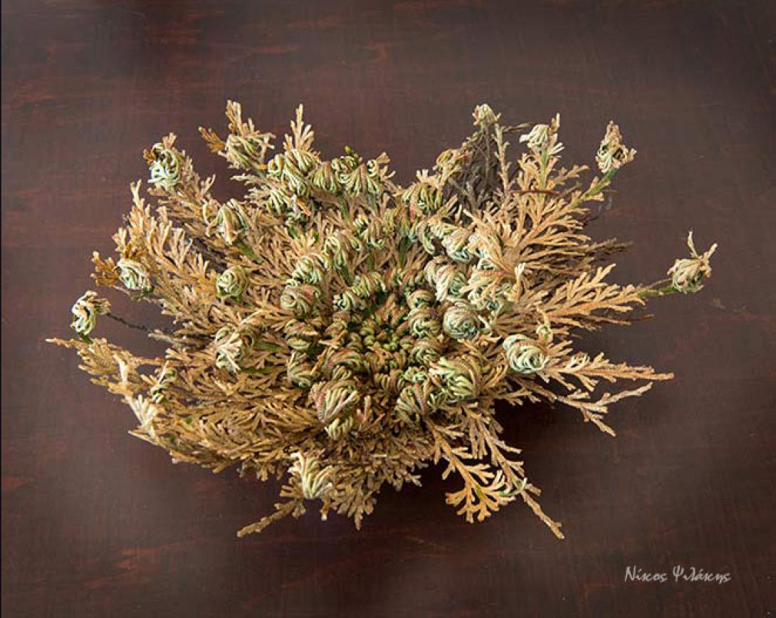 Το αείζωον βοτάνι των Χριστουγέννων 