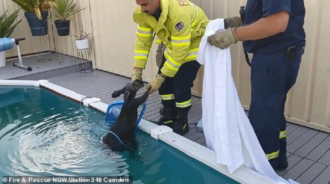 Καγκουρό βούτηξε σε πισίνα για να σωθεί .jpg