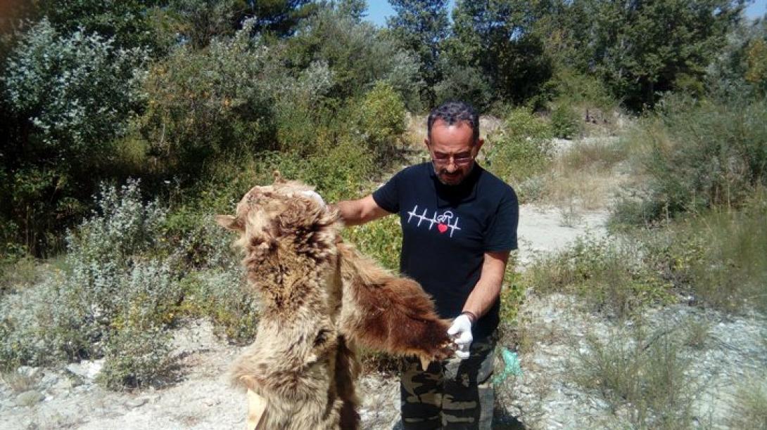 δέρμα αρκούδα 2