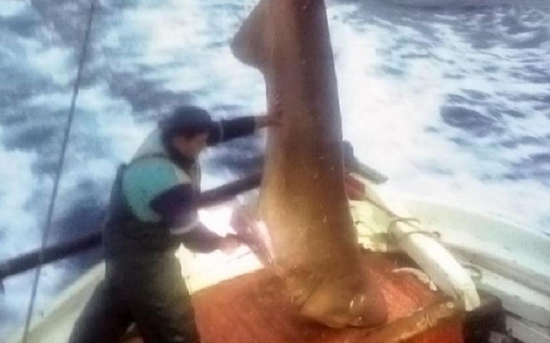 καρχαρίας 400 κιλών.jpg