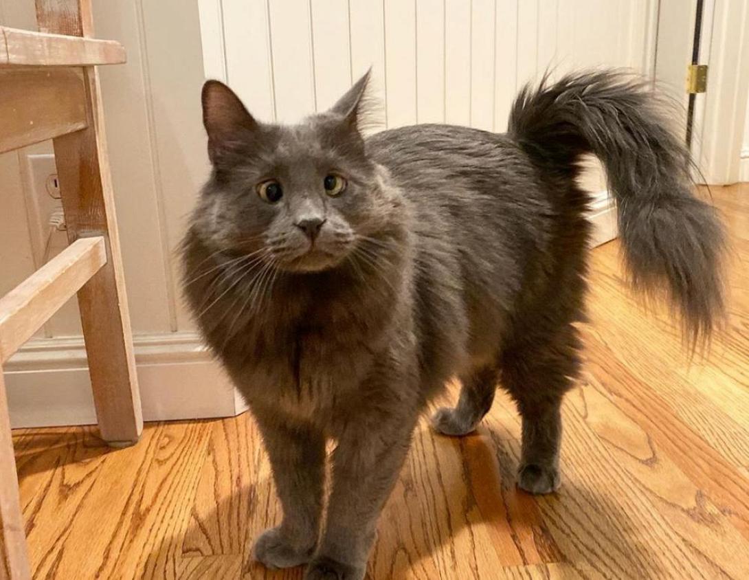 Μπελάρους -γατα με στραβισμό