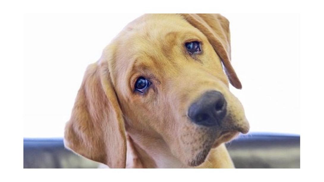 σκύλος κεφάλι