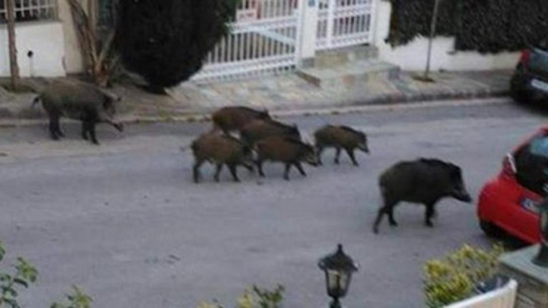 αγριογούρουνα 1