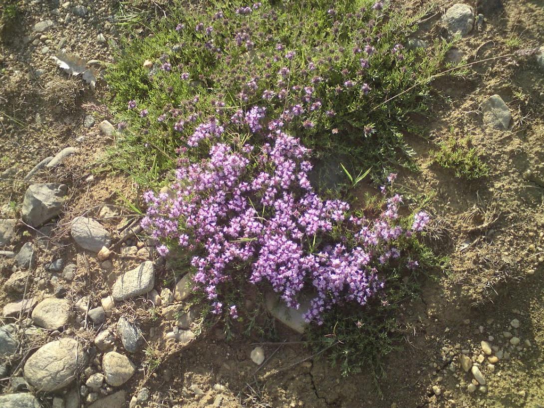 Παράνομο εμπόριο ελληνικών άγριων βοτάνων, αποκαλύπτει βελγική εφημερίδα