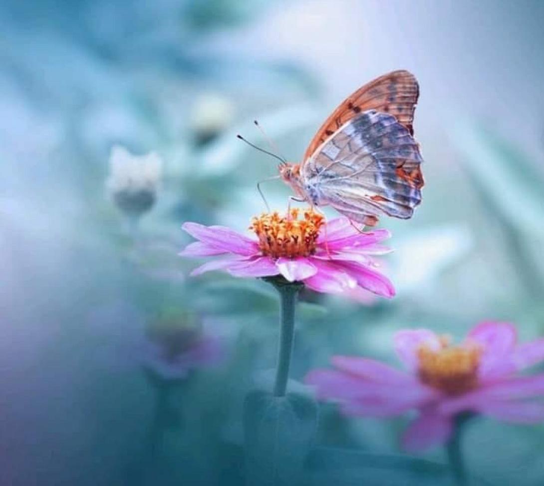 πεταλούδα λουλούδι άνοιξη 