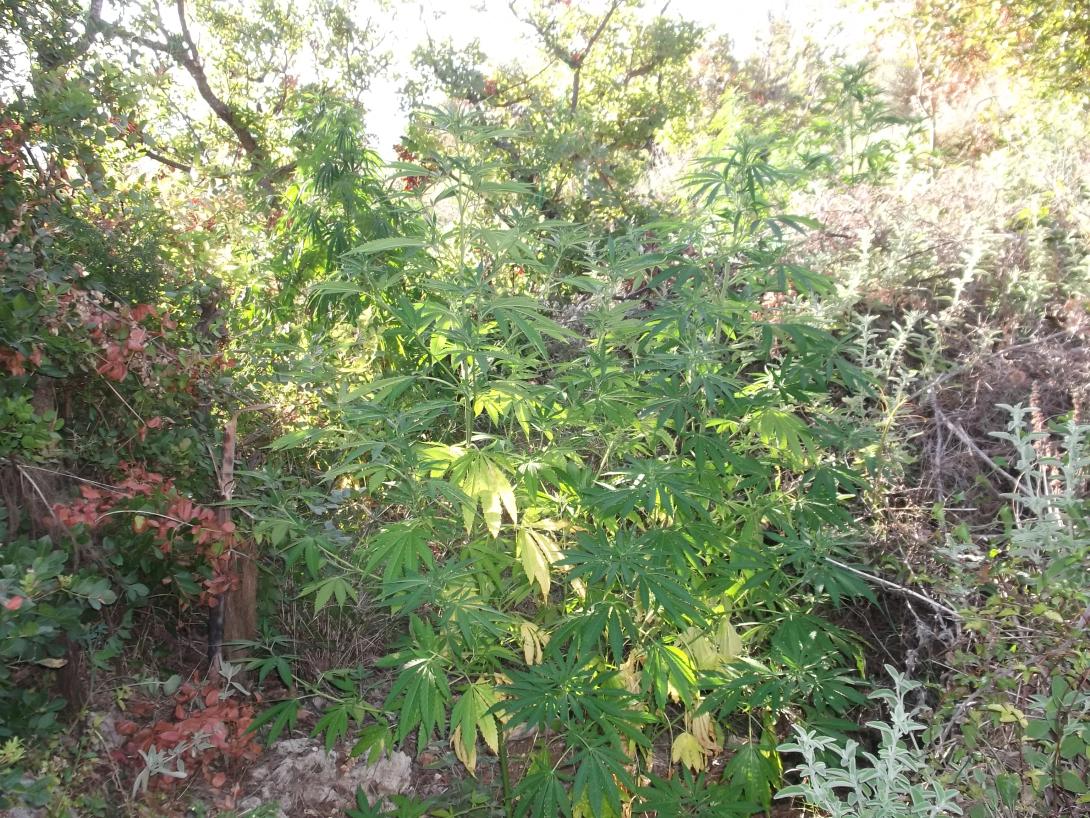 φυτεια χασις ναρκωτικα δενδρυλλια.jpg