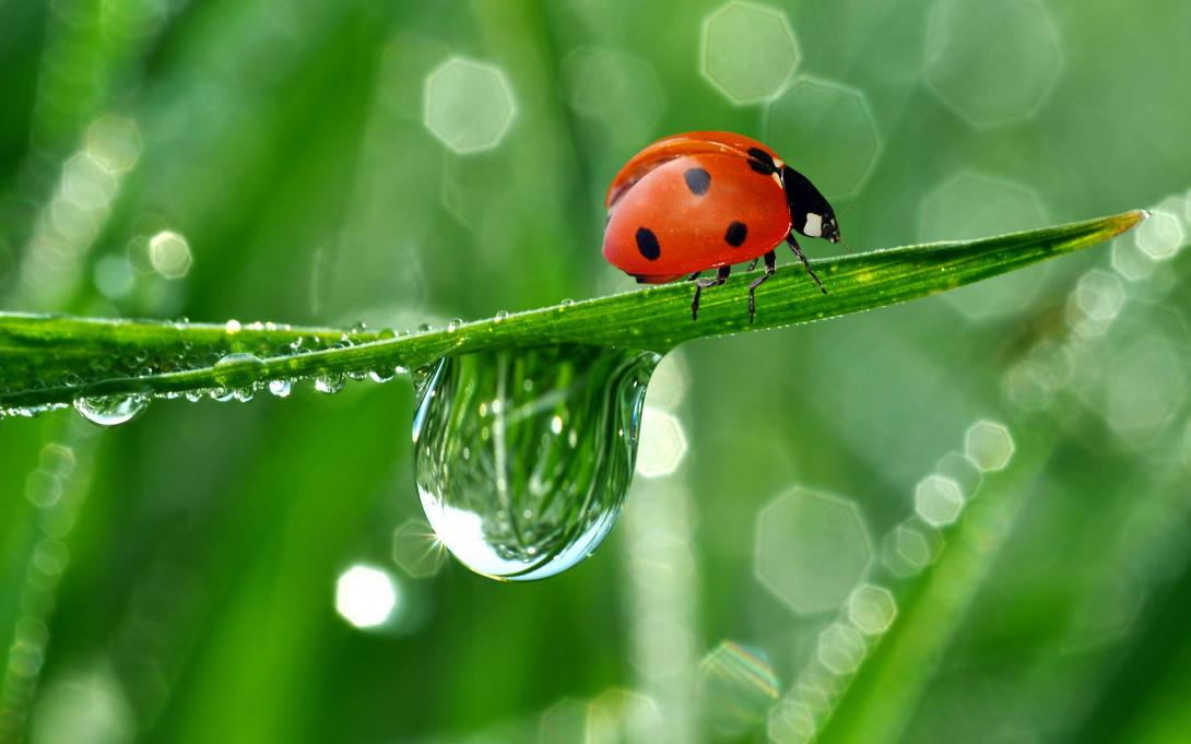 837971-ladybug-wallpaper.jpg