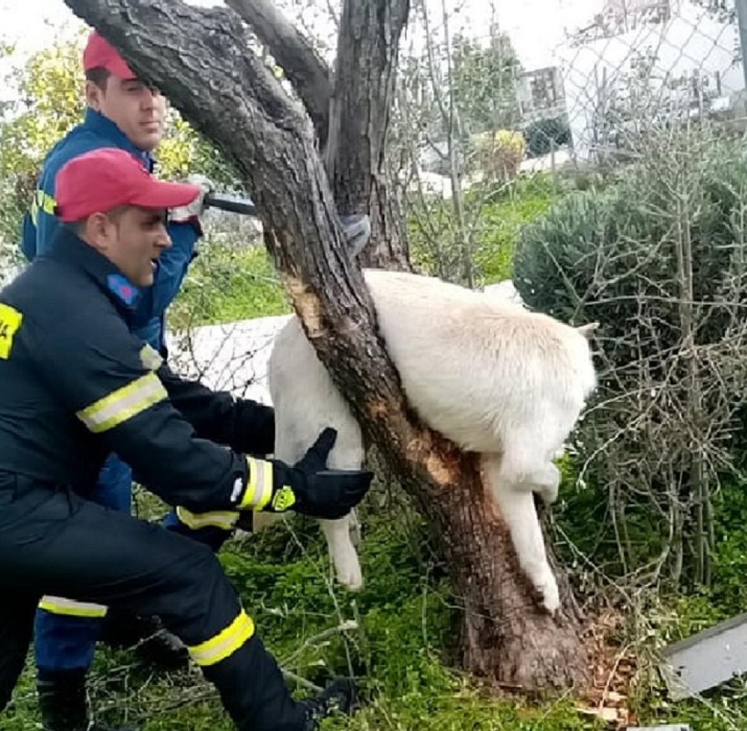 Οι Πυροσβέστες κατάφεραν να ελευθερώσουν τον σκύλο