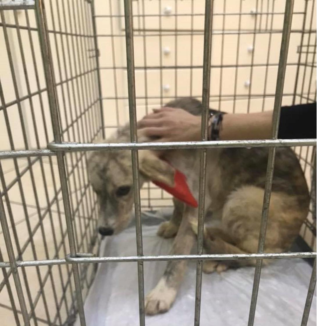 κακοποίηση ζώου