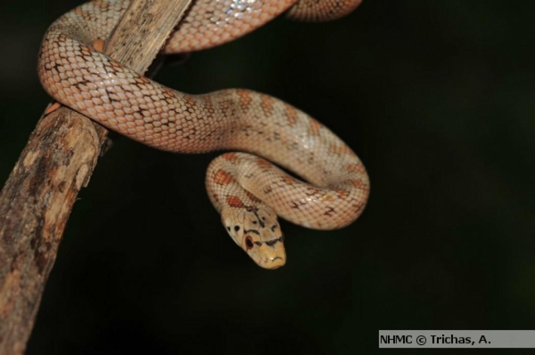 δηλητηριωδη ερπετα κρητη