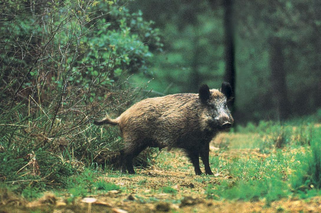 αγριοχοιρος
