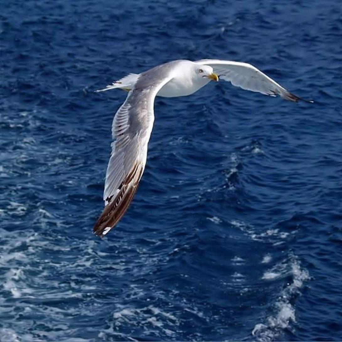 γλάρος-θάλασσα