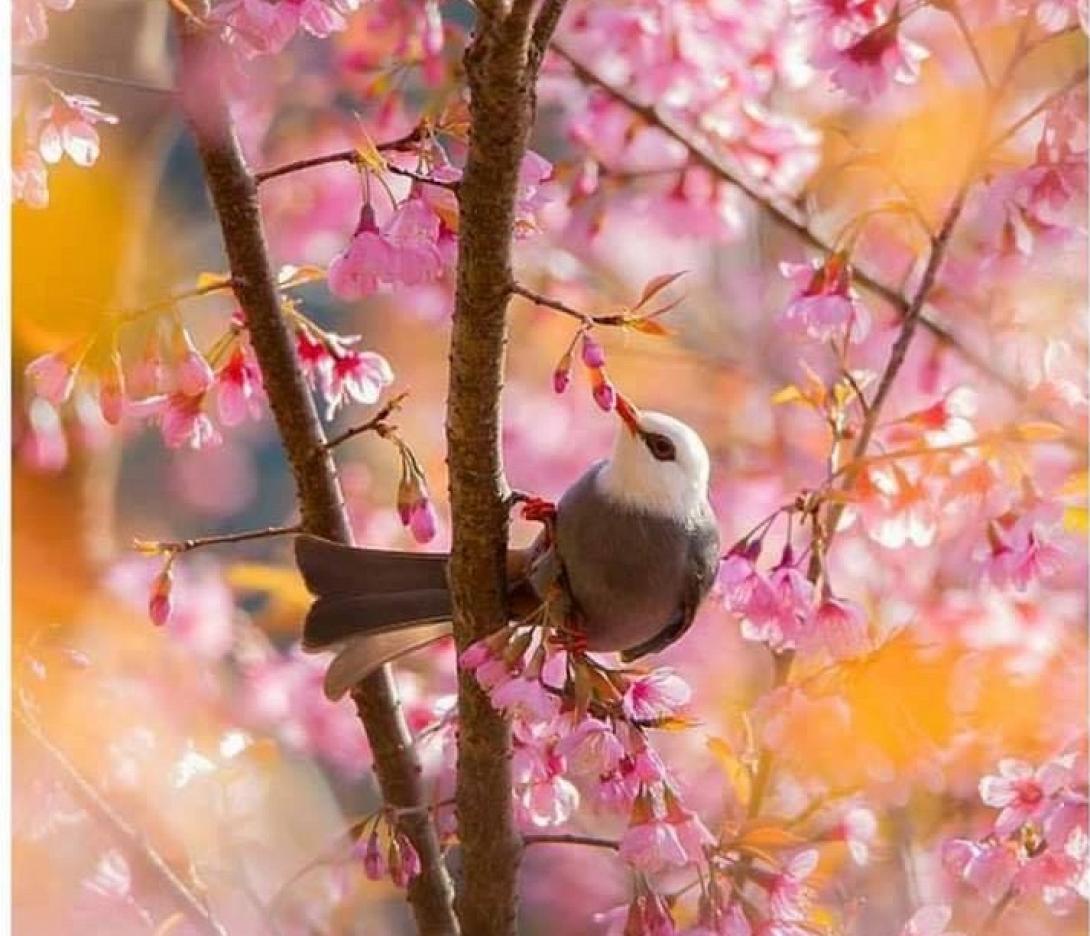 άνοιξη πουλί λουλουδια