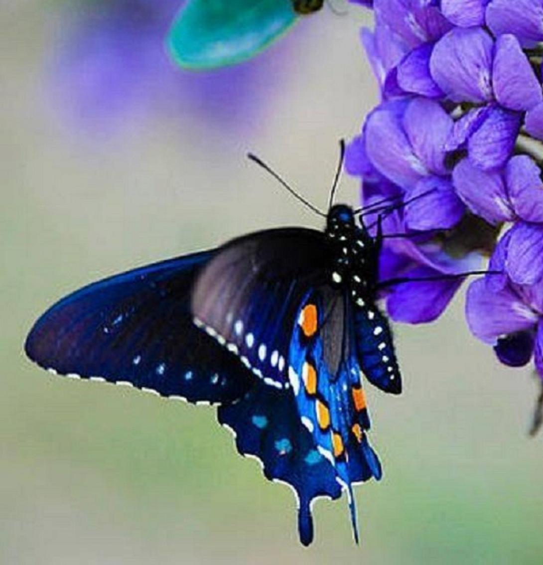 πεταλούδα λουλούδι