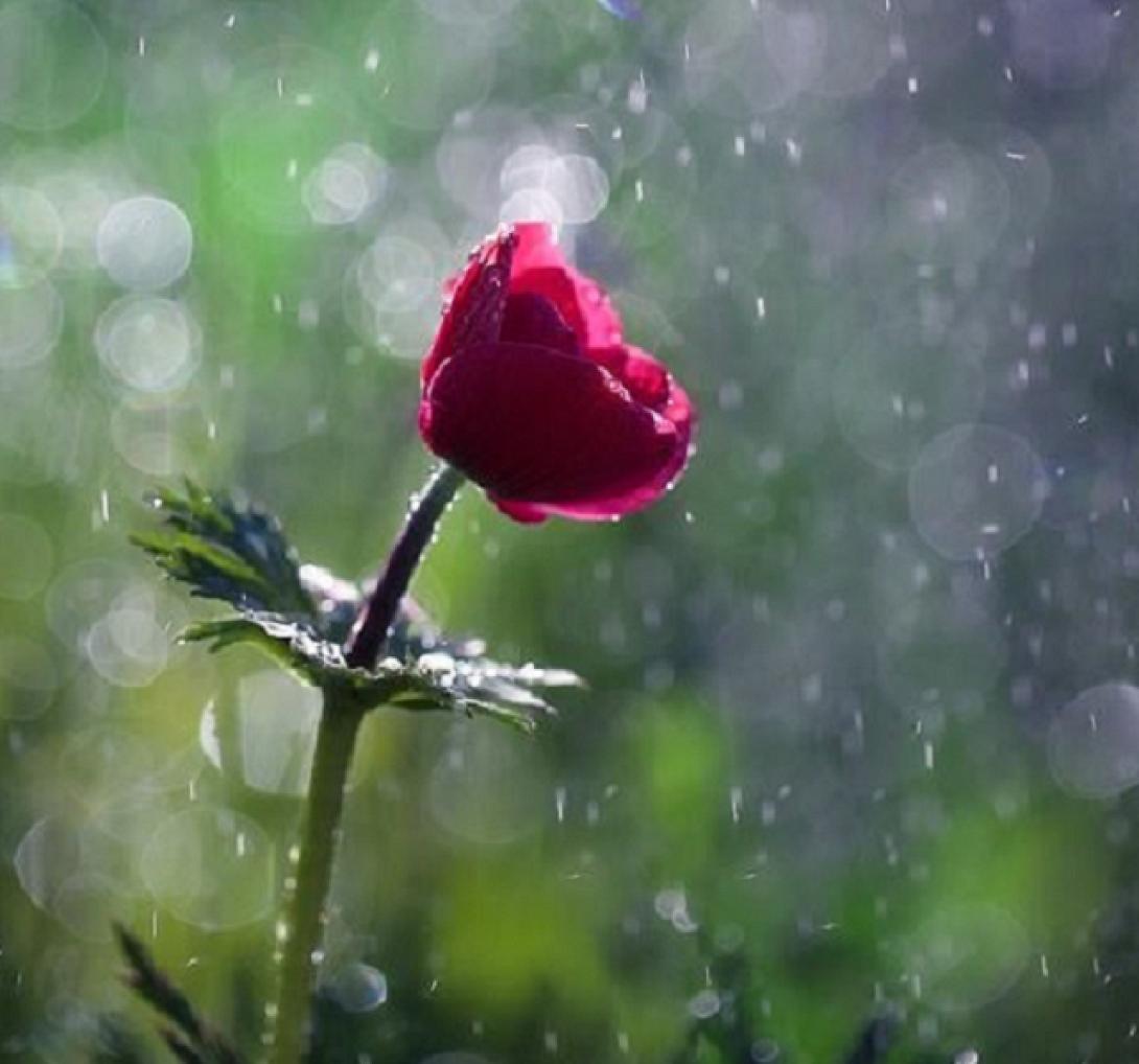 λουλούδι άνοιξη