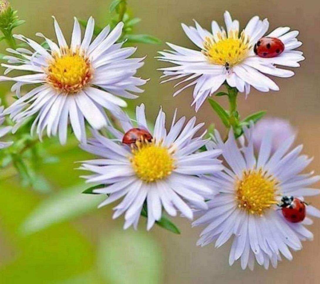 λουλούδια γιορτή άνοιξη