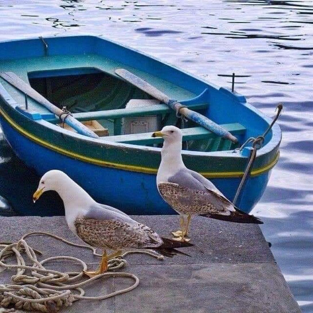 βάρκα θάλασσα γλάροι καλοκαιρι