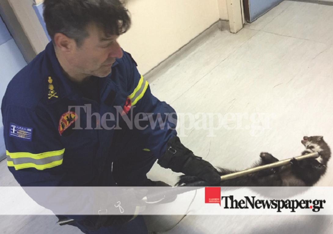 Κουνάβι αναστάτωσε το νοσοκομείο.png