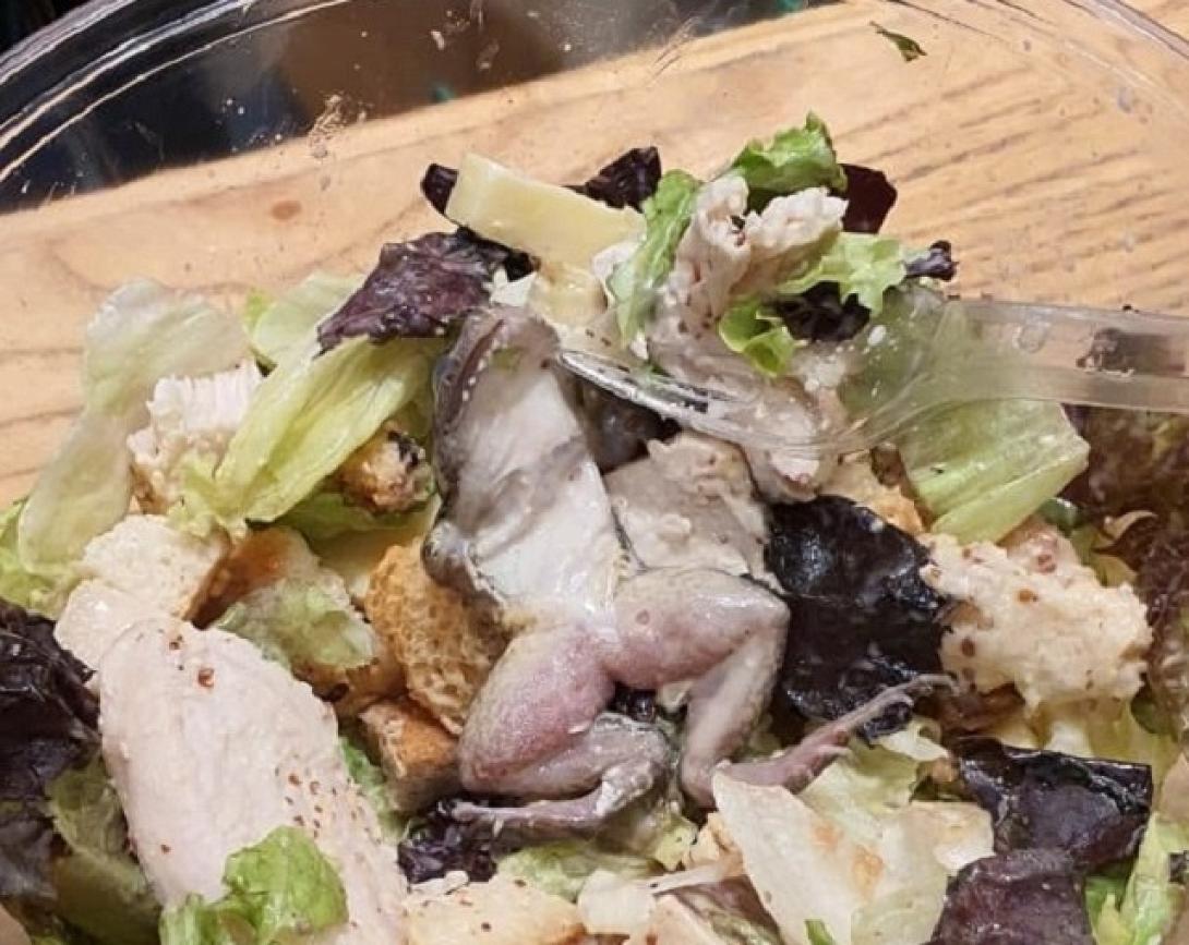 Η σαλάτα με το βατράχι.jpg