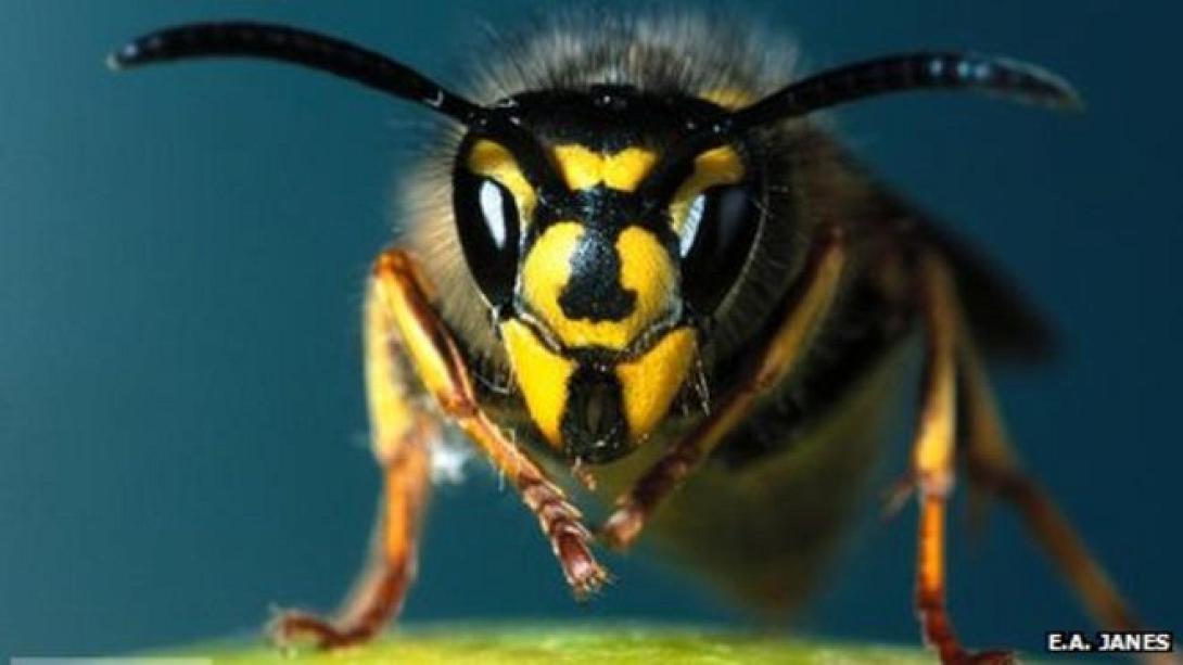 _65323123_wasp.jpg