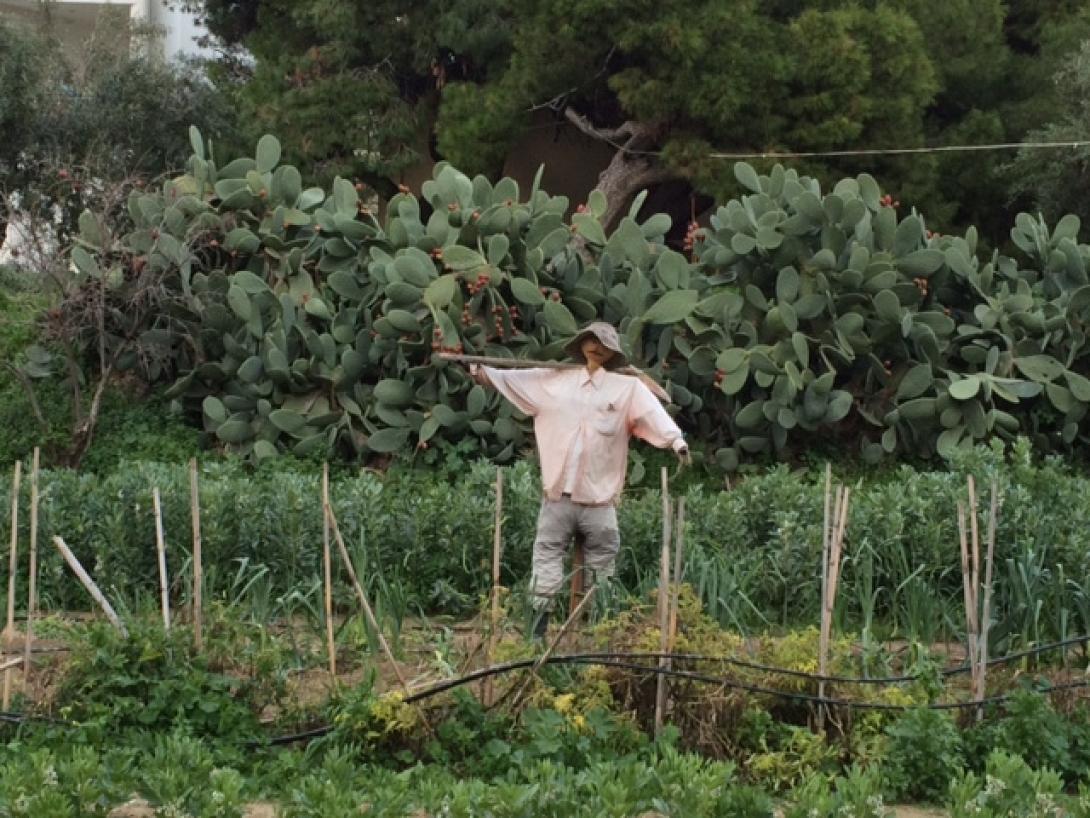 Το μπαντιγερόλι (σκιάχτρο) που κλέβει τα βλέμματα στην καρδιά της Αλικαρνασσού 