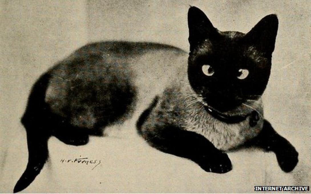 12 εκατομμύρια ιστορικές εικόνες ψηφιοποιούνται!