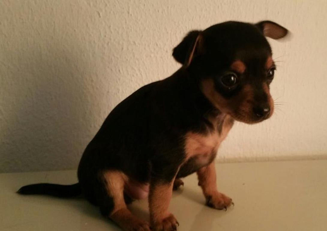 σκυλάκι πίσνερ